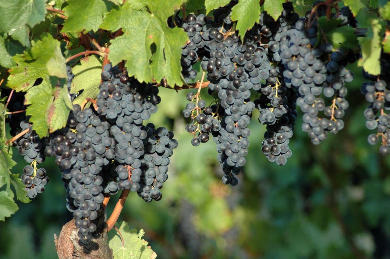 הוילה Cividale del Friuli Casali Del Picchio - Winery מראה חיצוני תמונה